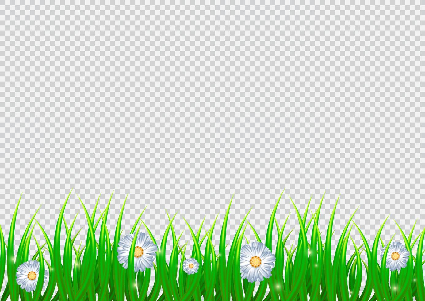 Spring Isolated Background with Chamomile Flowers vector