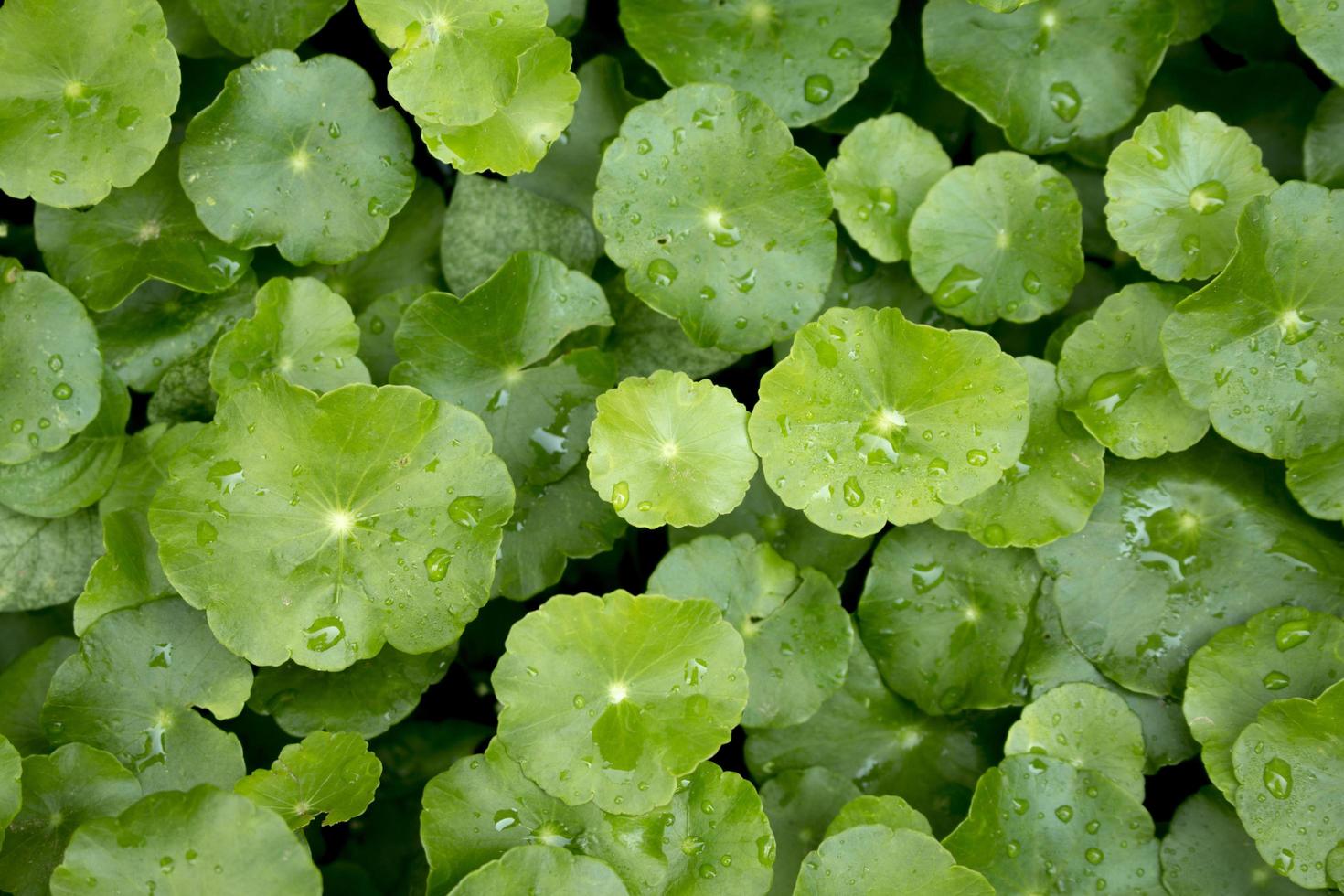 Water drops on Gotu kola leaves photo