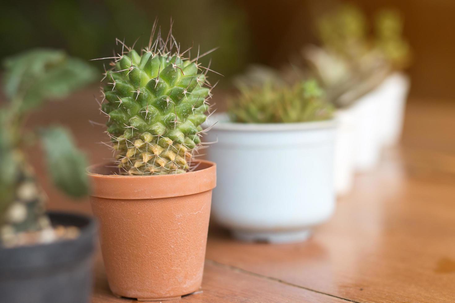 Succulents or cactus in pot on wooden board photo