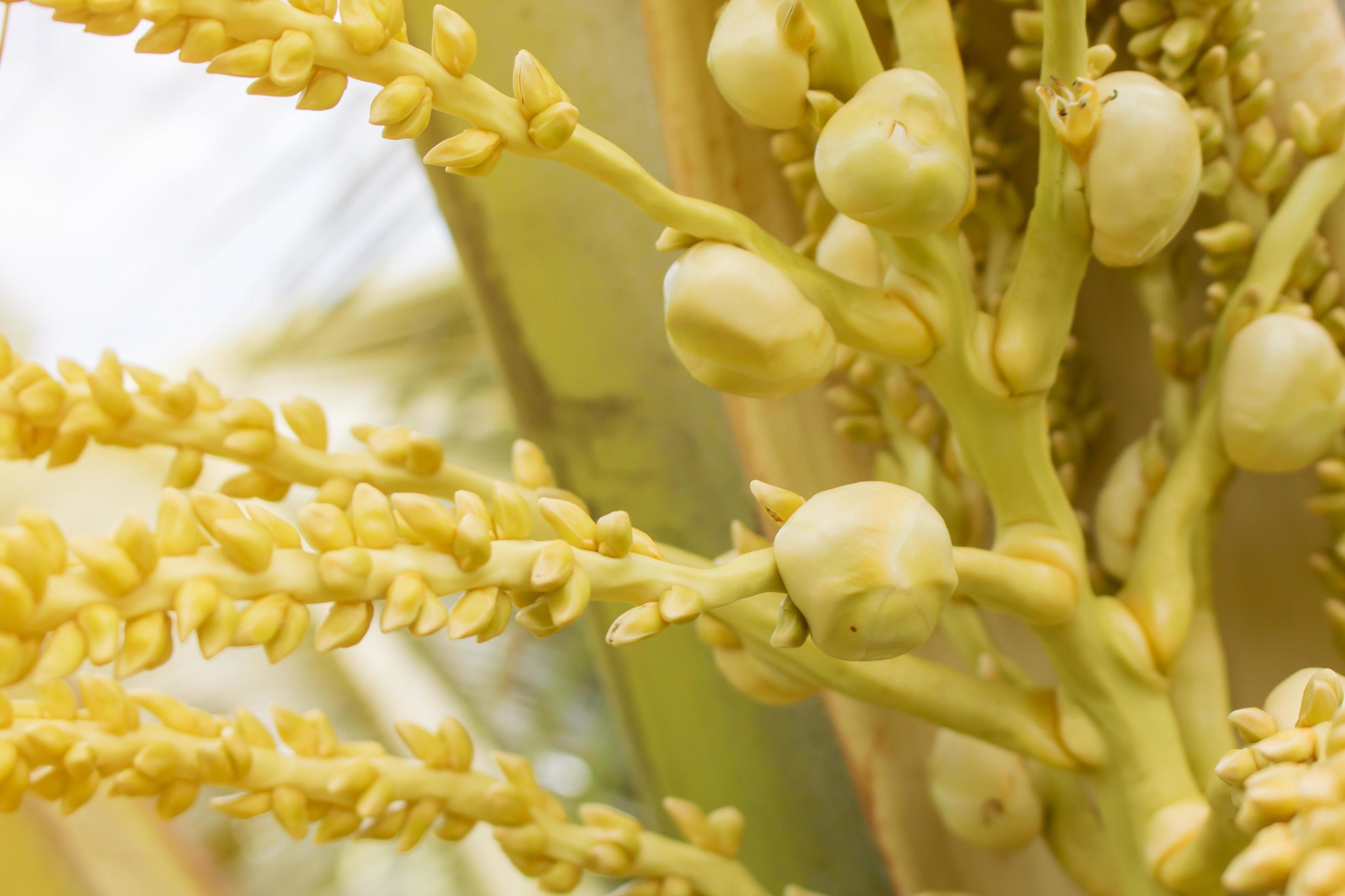 Freshness coconut flowers 1343634 Stock Photo at Vecteezy