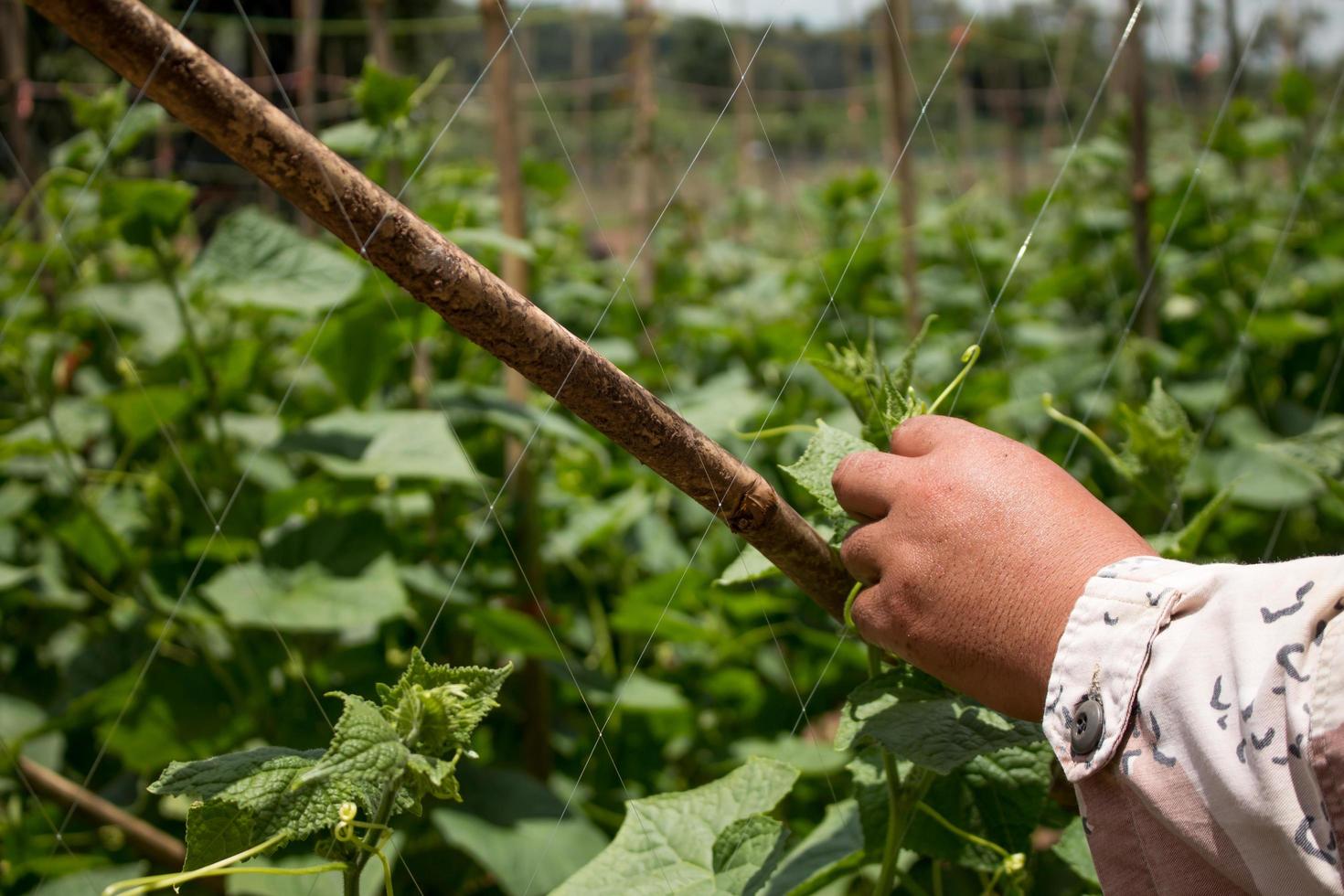 Planting cucumbers in a farm photo