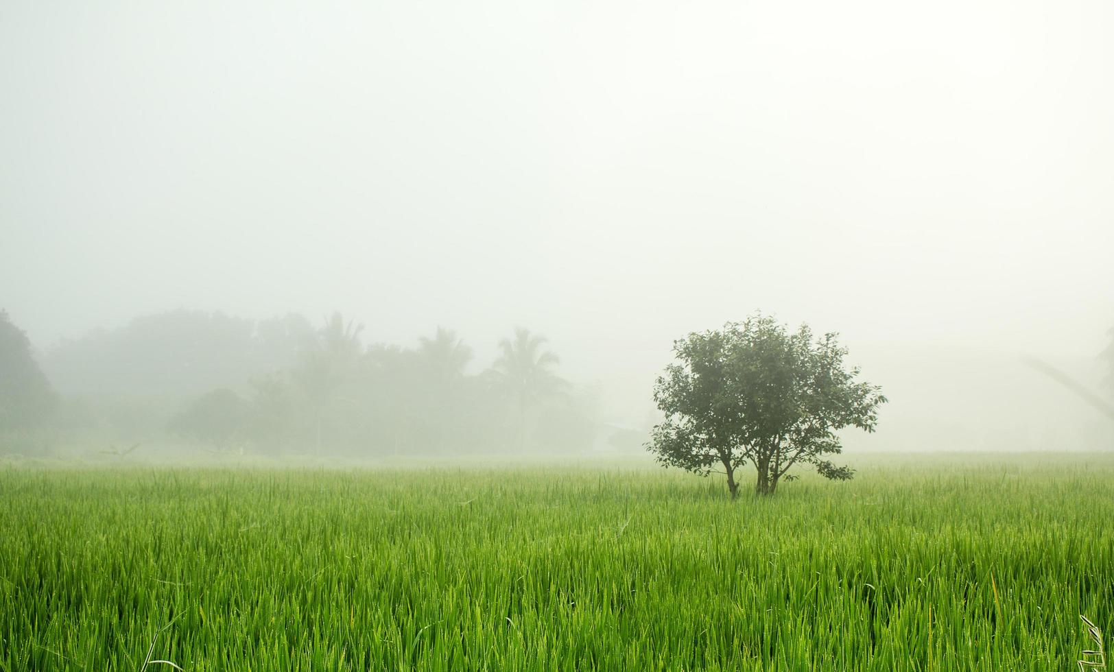 árbol en la niebla con campo de arroz verde foto