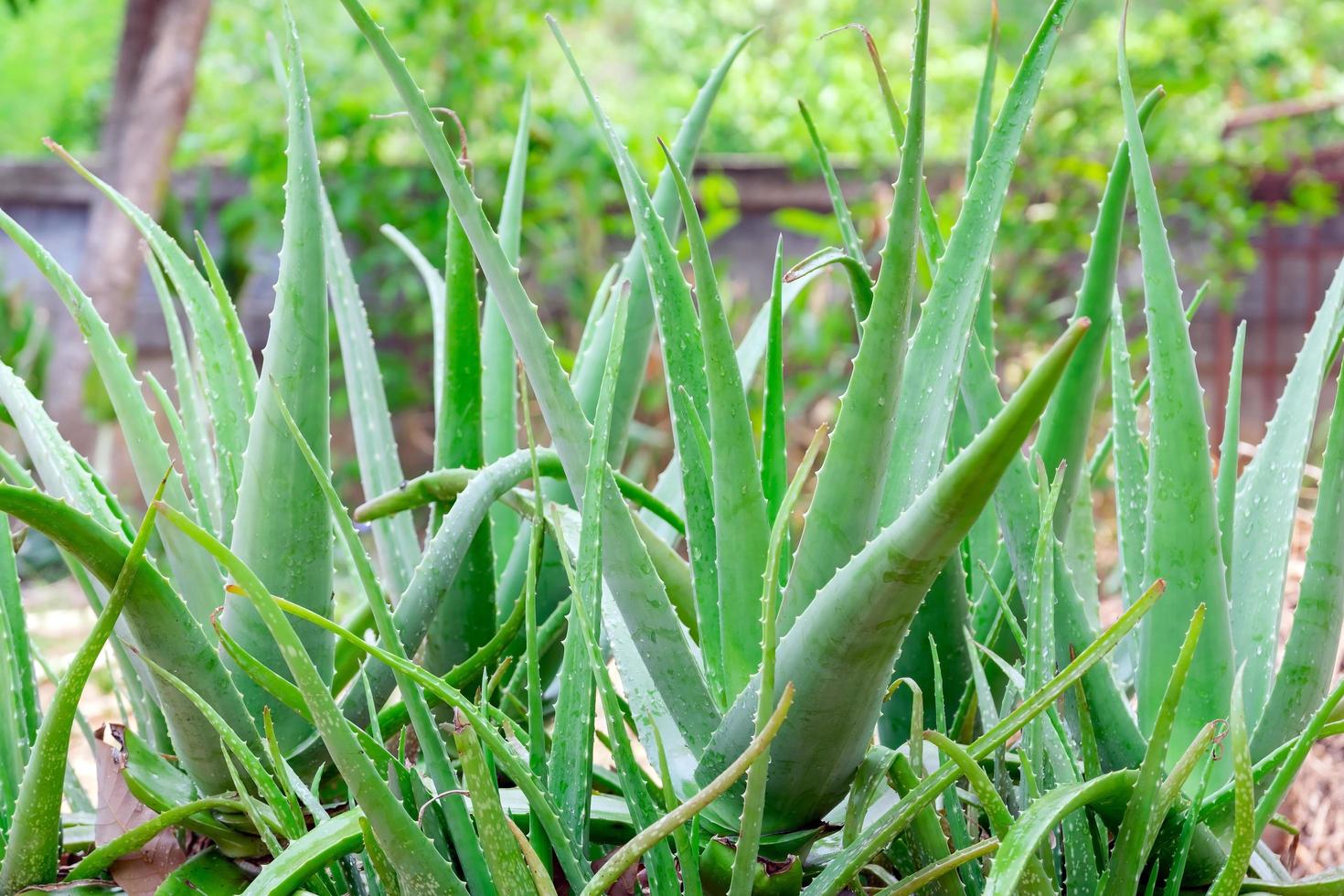 Aloe vera in the garden photo