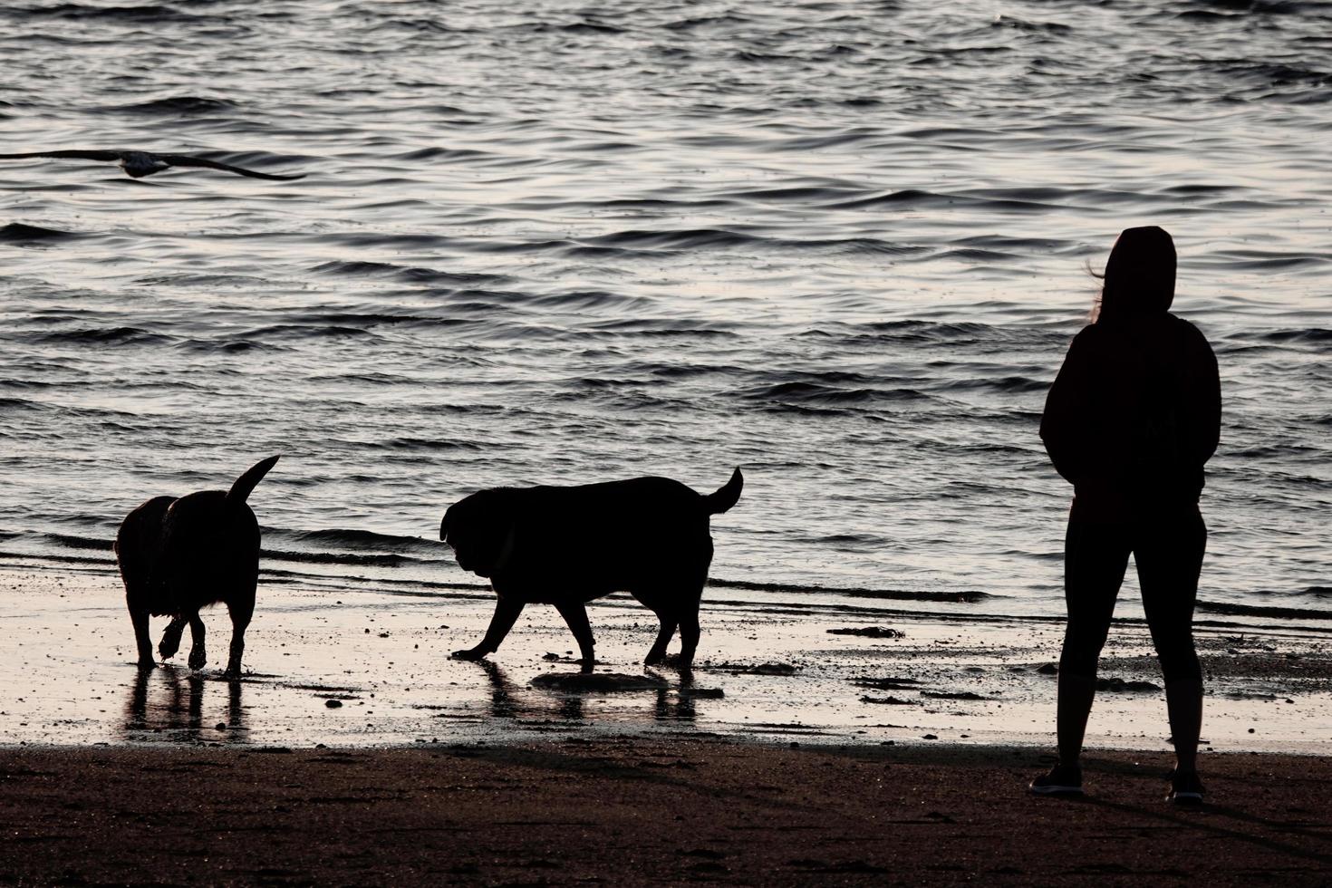 Walking dogs on the beach photo