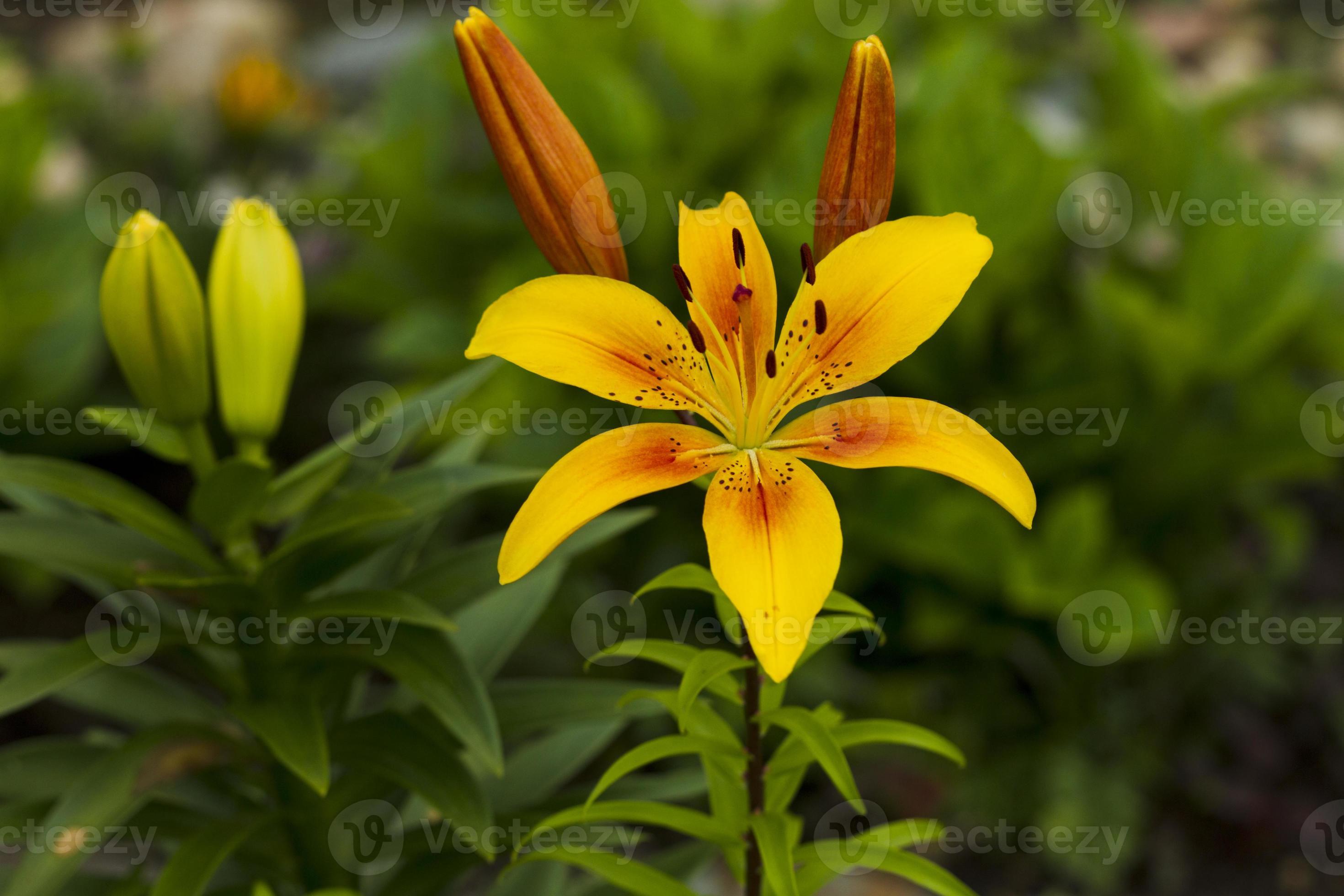 flores de lirio amarillo. 1344181 Foto de stock en Vecteezy