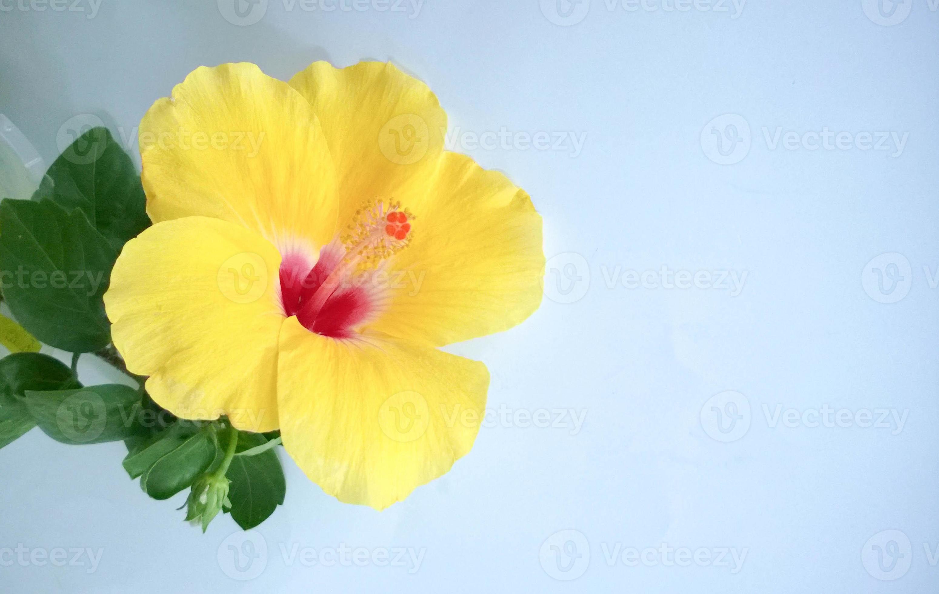 Yellow hibiscus on blue background 1344193 Stock Photo at Vecteezy