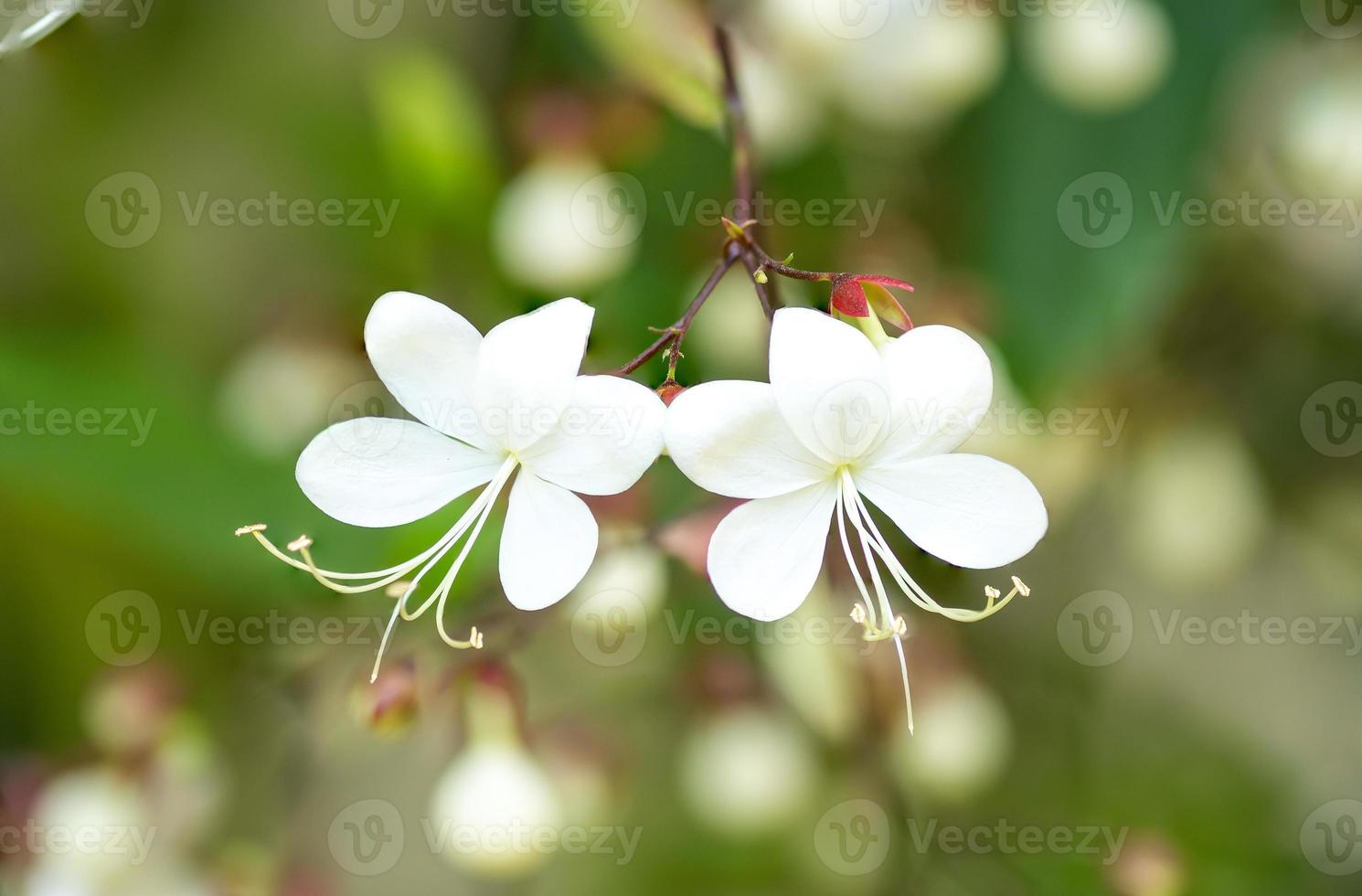 Close up white lovely flower(Clerodendrum wallichii, Clerodendrum