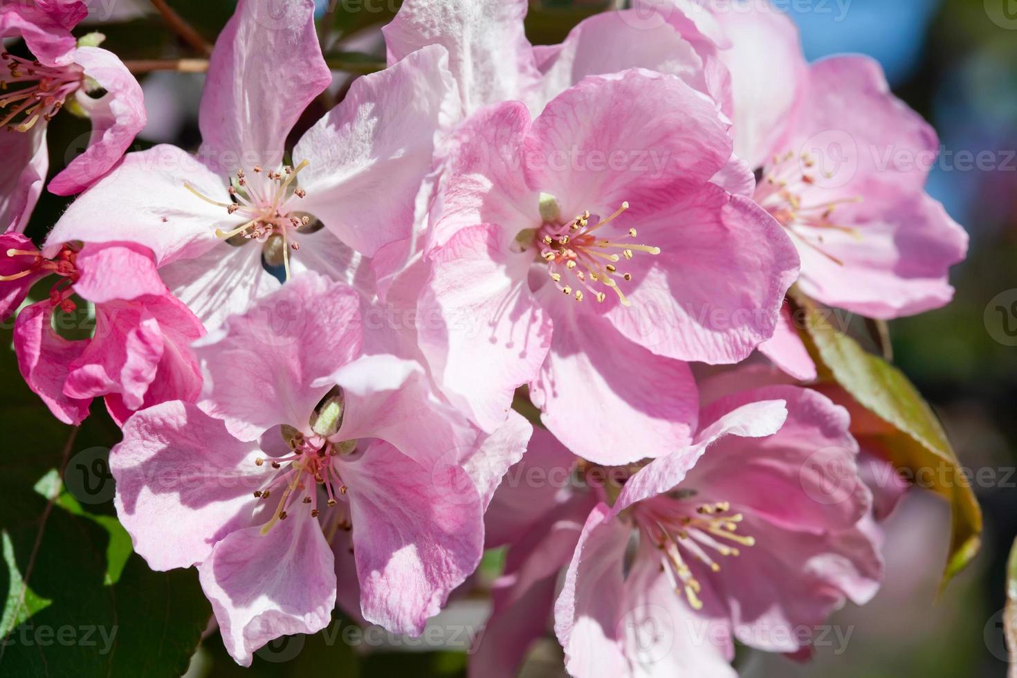 Pink spring flowers. 1344418 Stock Photo at Vecteezy