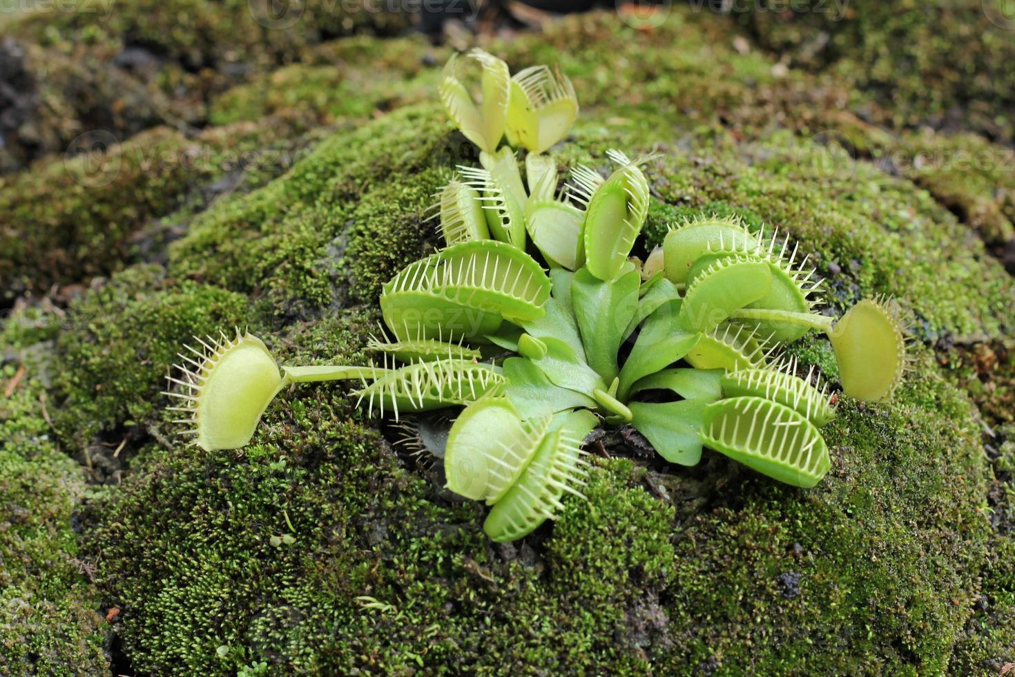 dionaea muscipula Foto de stock