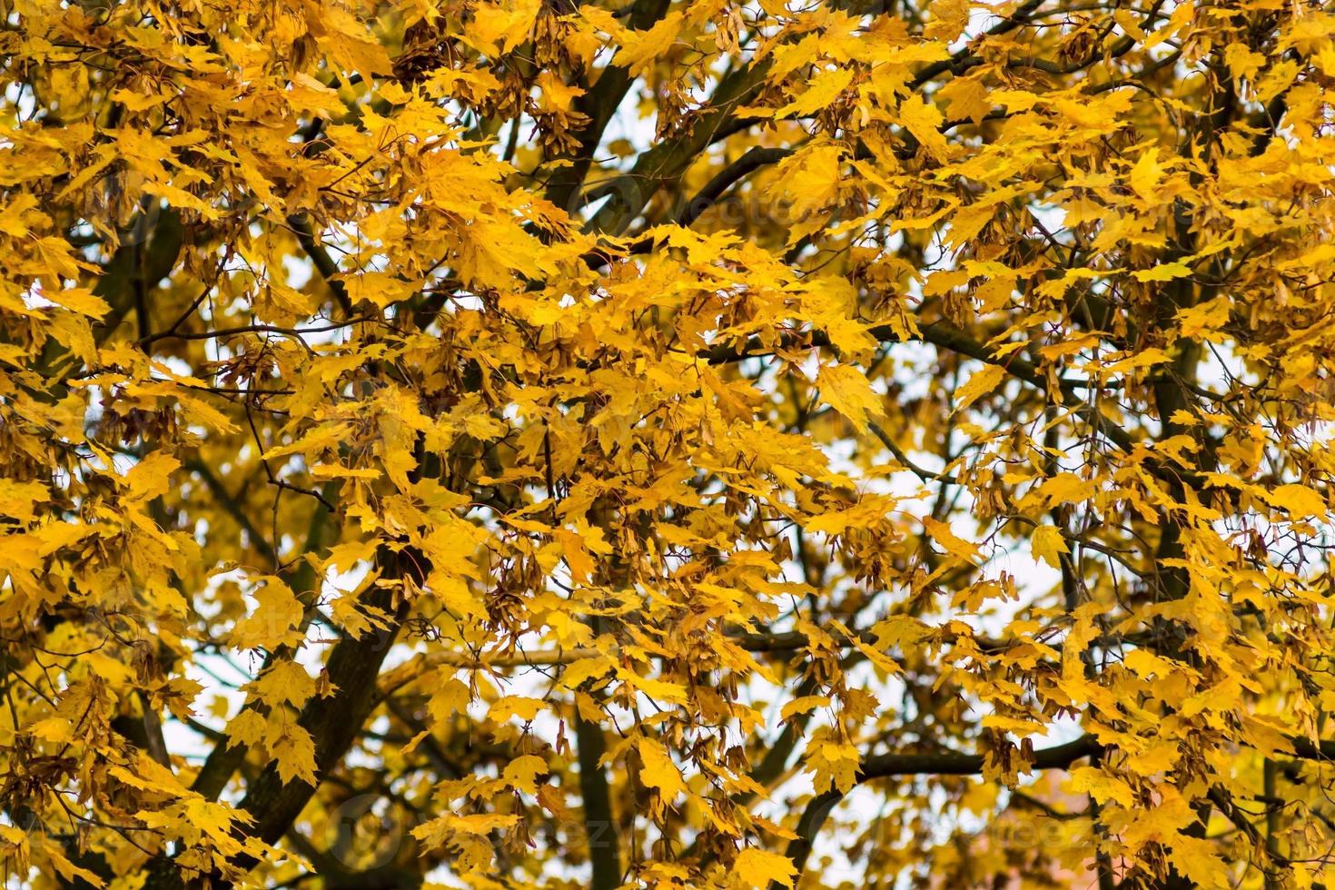 bright yellow foliage of a maple photo