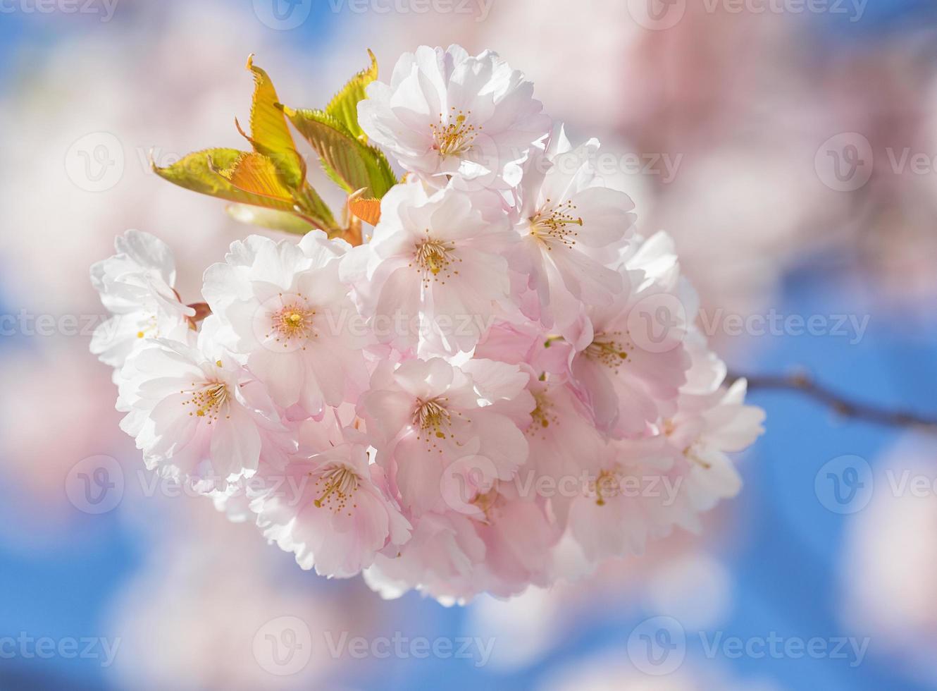 Sakura. Prunus serrulata. photo