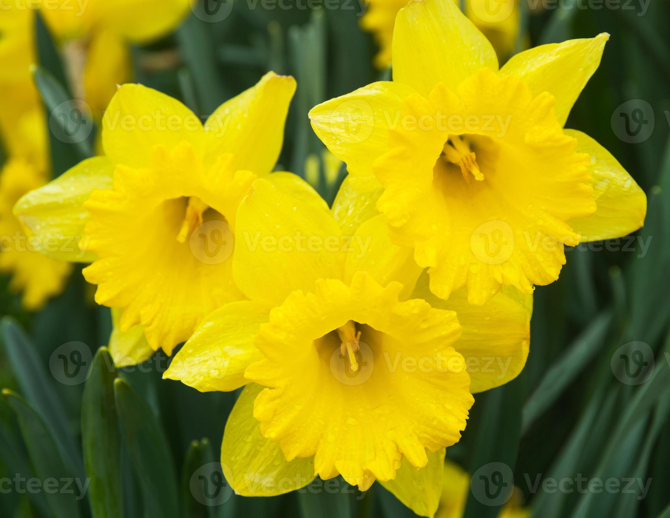Daffodils Flowers - Flores de Narcisos 1344523 Stock Photo at Vecteezy