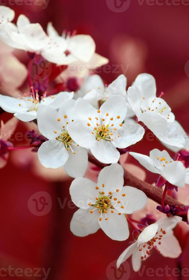 rama de flores de cerezo sobre fondo rojo 1344580 Foto de stock en Vecteezy