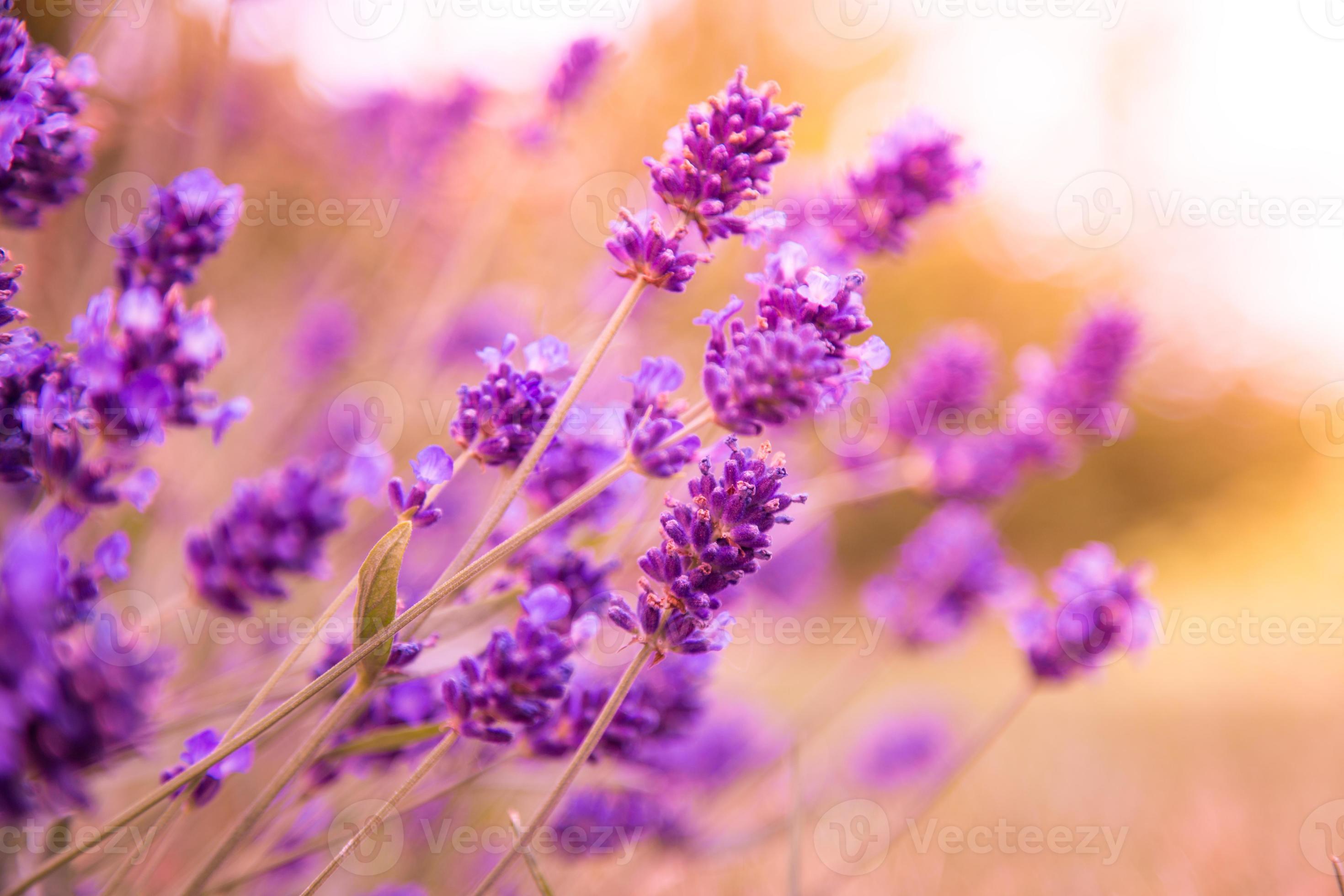 Lavender flowers background 1344589 Stock Photo at Vecteezy