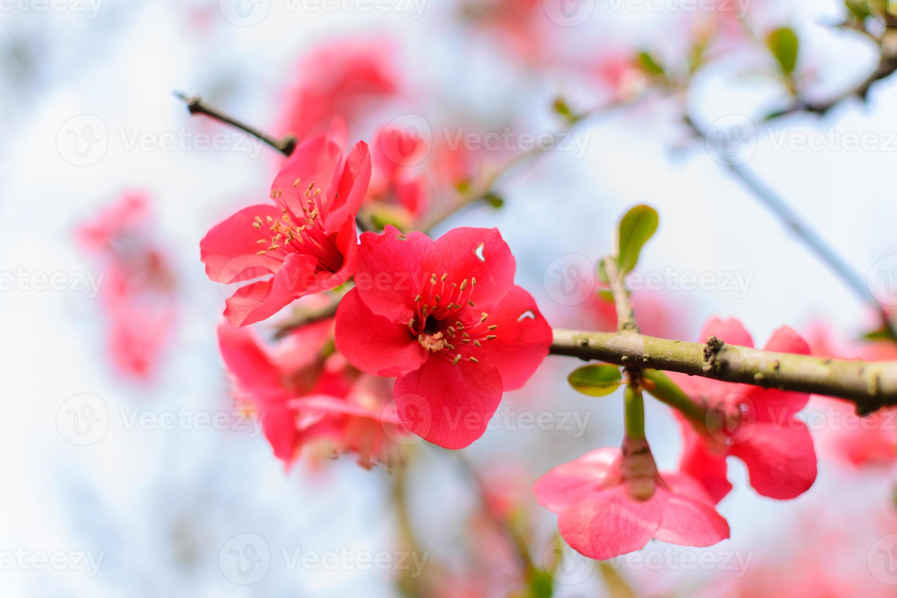 red Plum blossoms 1344600 Stock Photo at Vecteezy