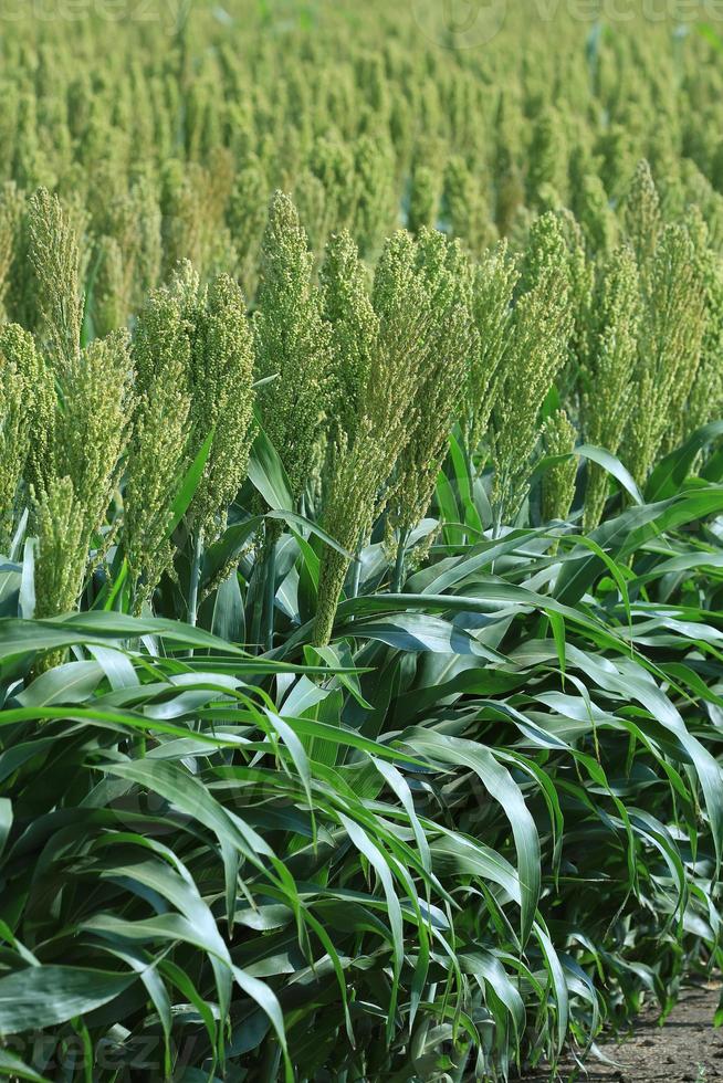 Millet area 1344661 Stock Photo at Vecteezy