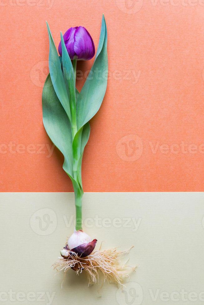 Un solo tulipán magenta entero con bulbo y raíces. 1344774 Foto de stock en  Vecteezy