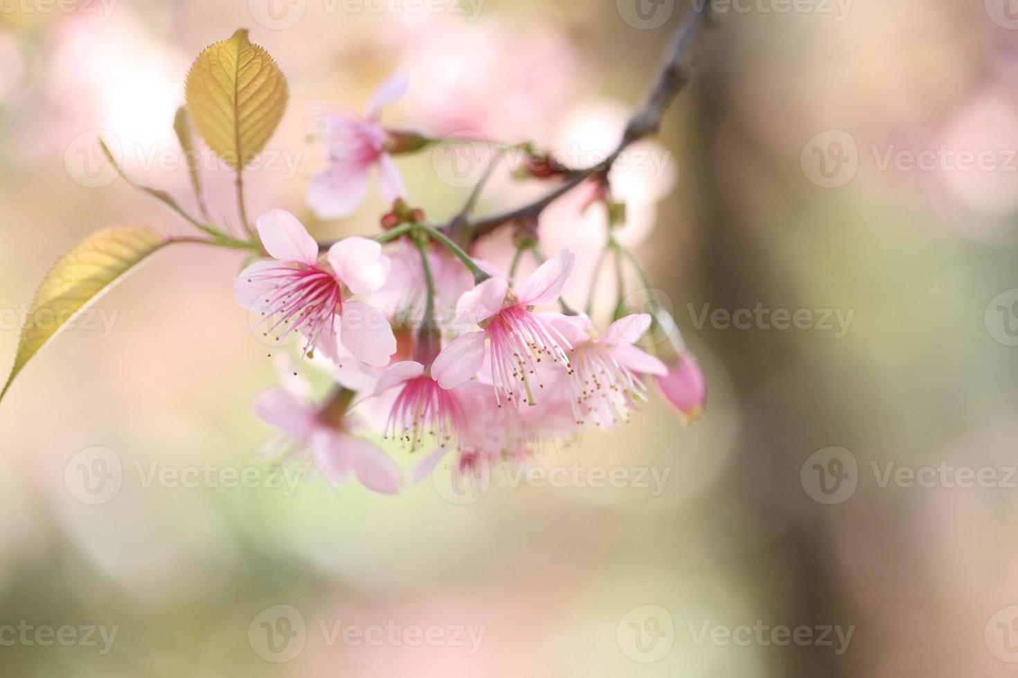 sakura cherry blossom flowers photo