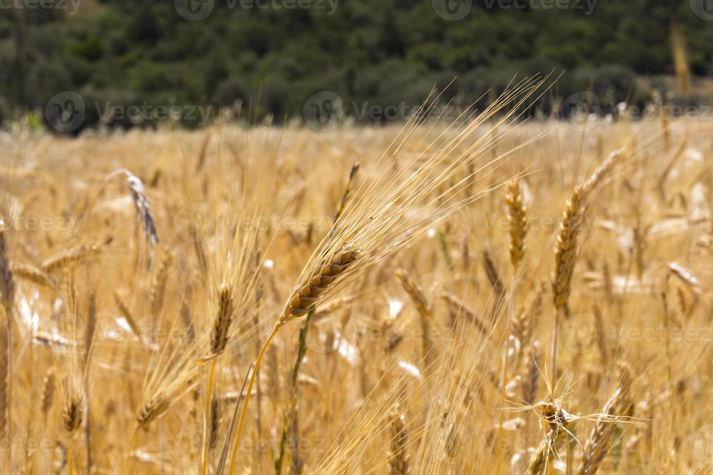 Glean field in agricultural area 1346229 Stock Photo at Vecteezy