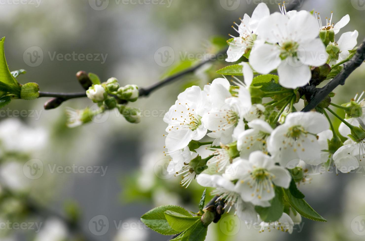 Cherry blossom closeup over natural background photo