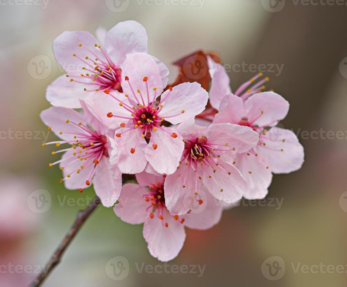 Plum Blossoms photo