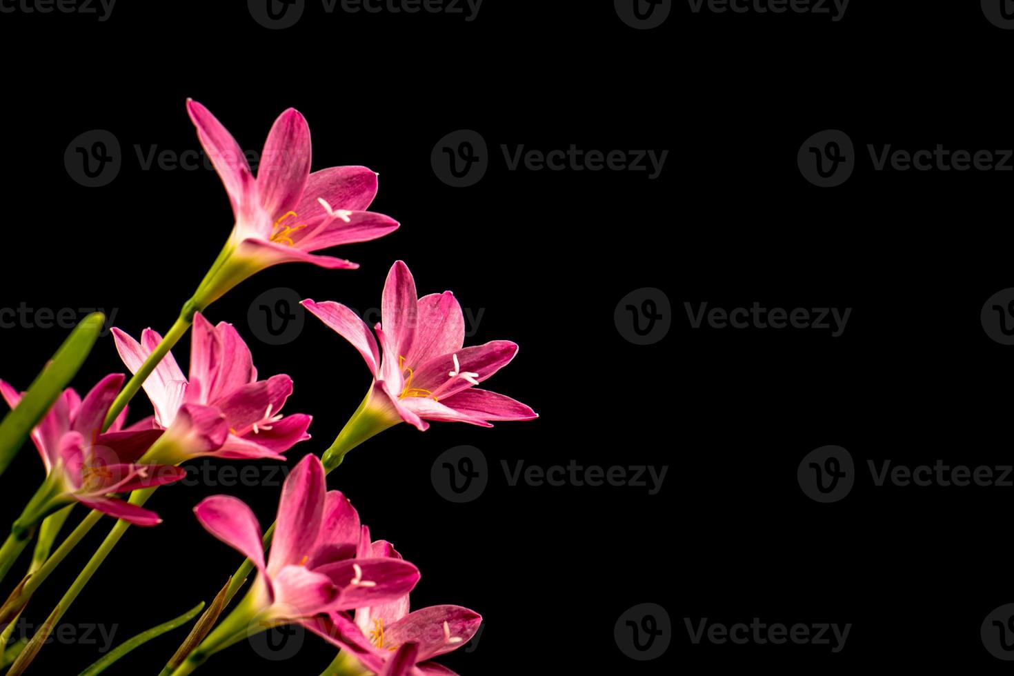 primer plano, pálido, rosa, flor de amarilis, fondo negro, grandes flores.  1347339 Foto de stock en Vecteezy