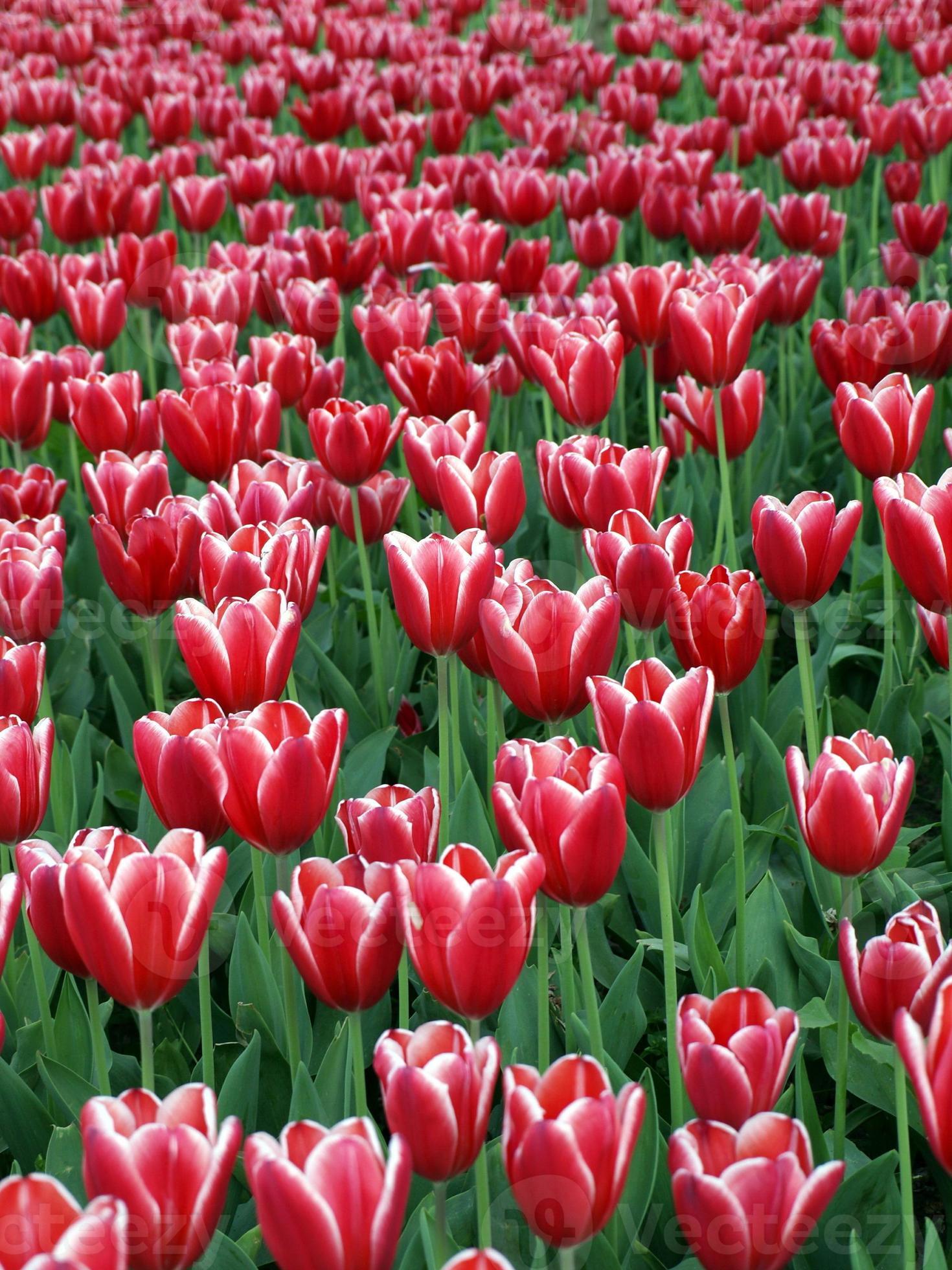 Hãy nhìn qua hình ảnh này và tận hưởng vẻ đẹp của trang trại hoa Tulip. Với hàng ngàn bông hoa tulip màu sắc tươi sáng và đa dạng, trang trại này thật sự là một niềm hạnh phúc cho mọi tín đồ yêu hoa. Hãy cùng chiêm ngưỡng vẻ đẹp này và thư giãn cùng mùi hương hoa tươi thoang thoảng.