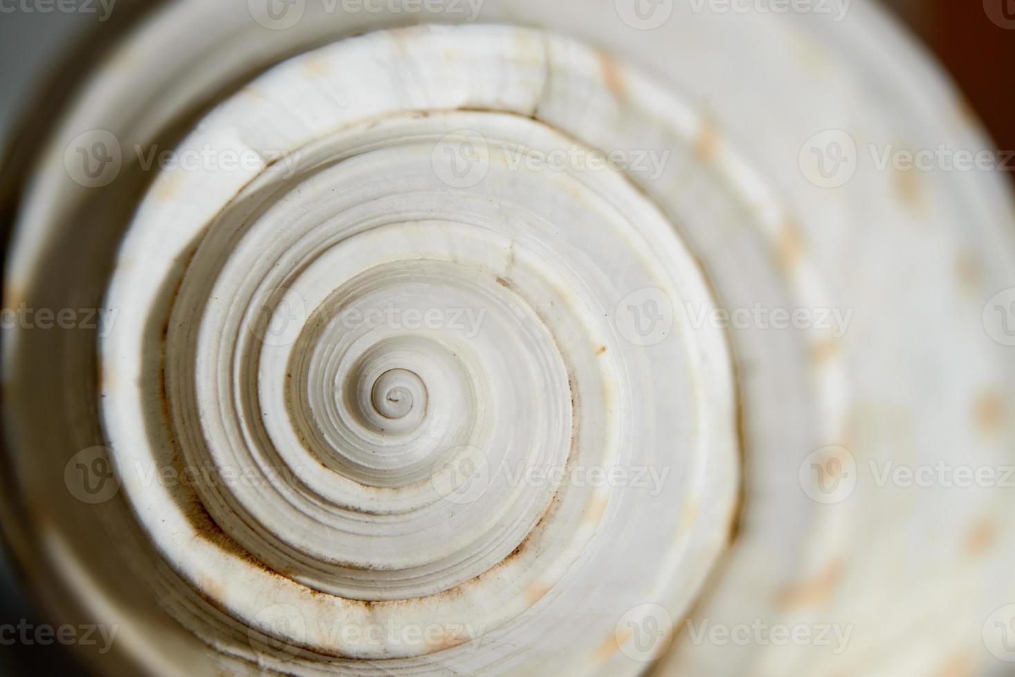Sea shell spiral photo