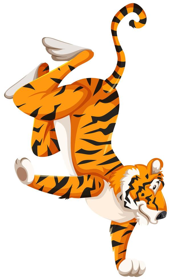 Tiger standing on one hand vector