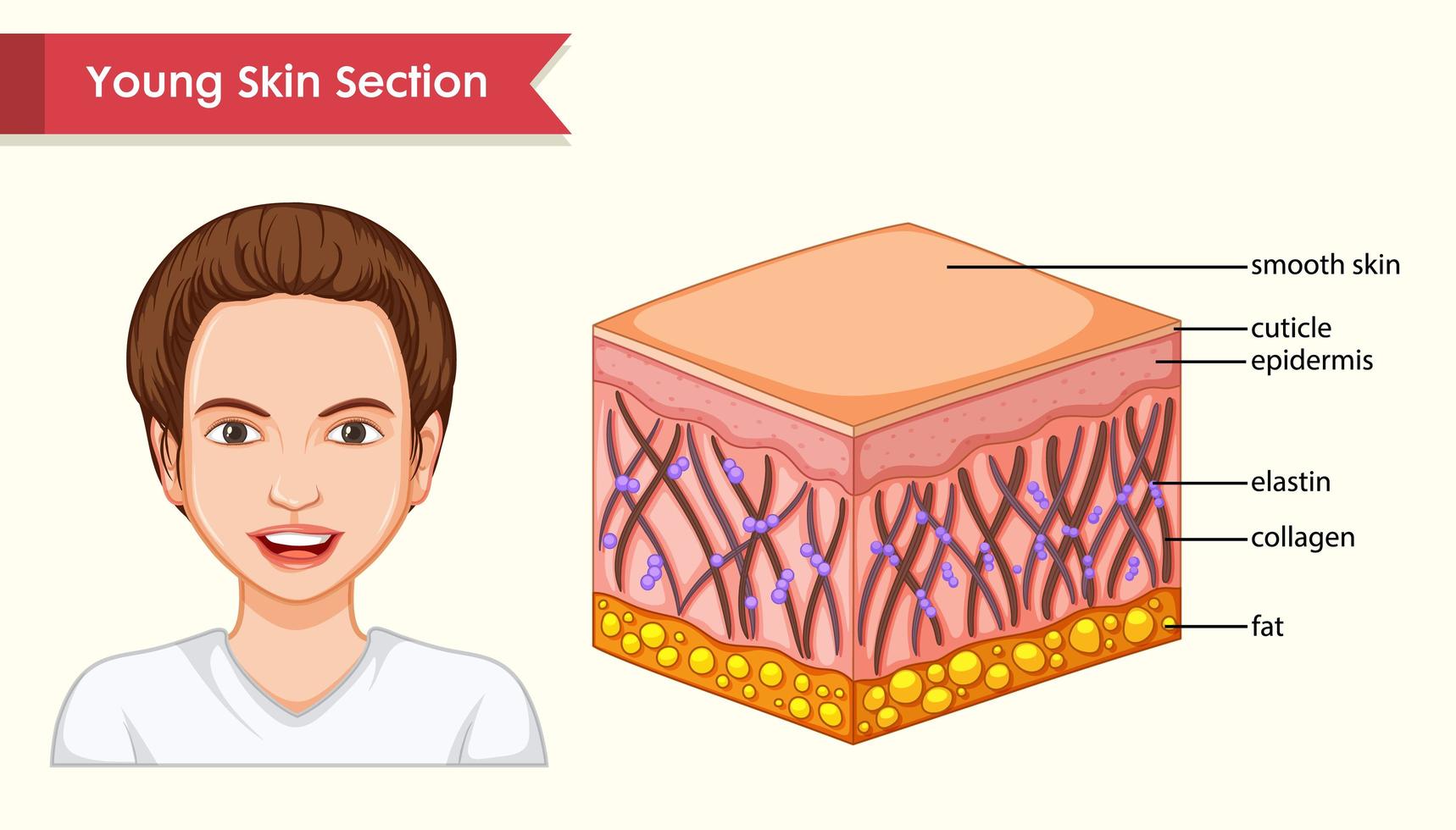 Scientific medical illustration of skin layers  vector