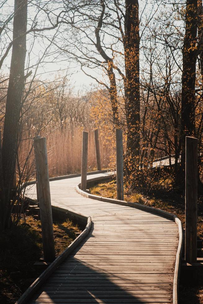 Wooden pathway through trees photo