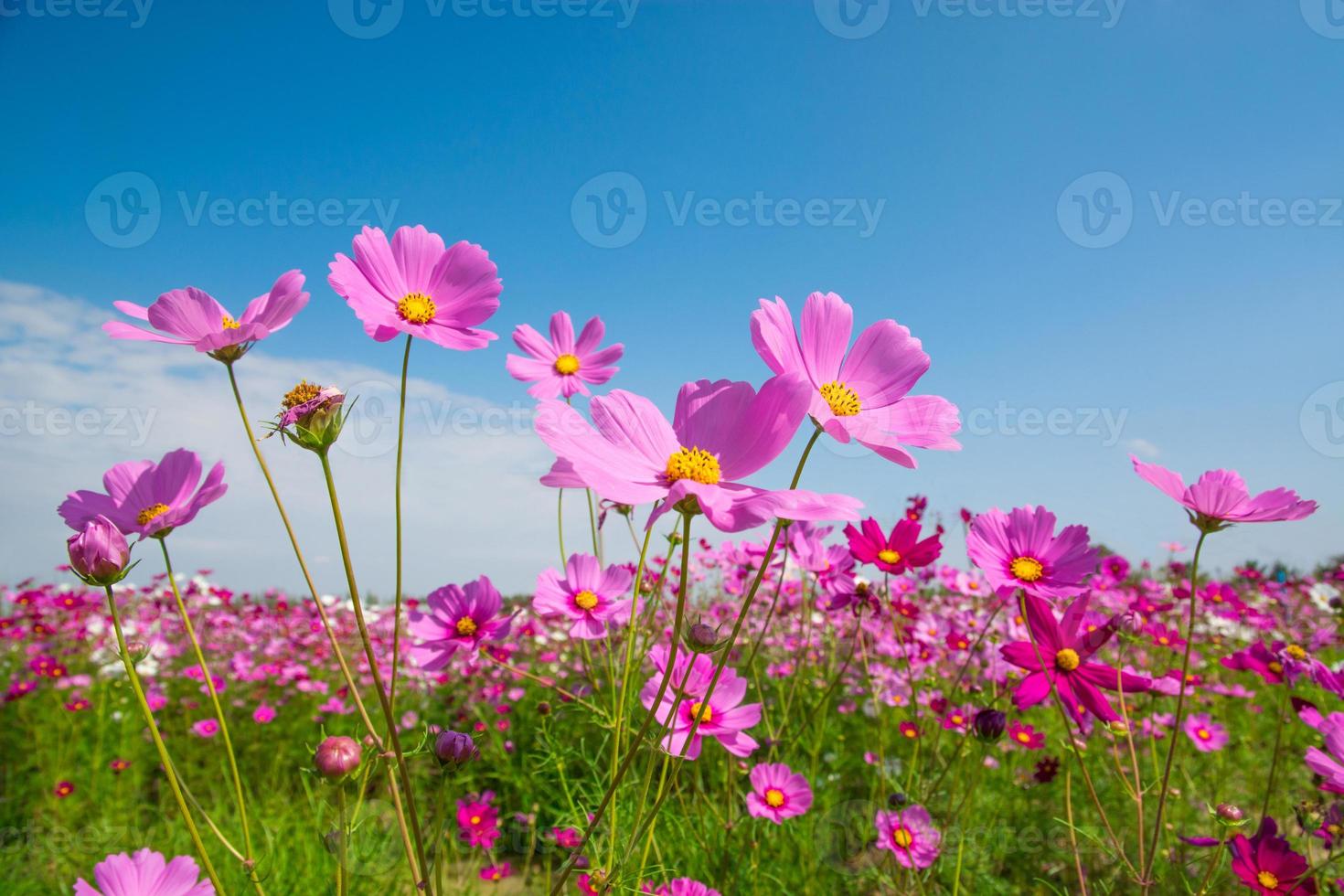 Cosmos flower with blue sky photo