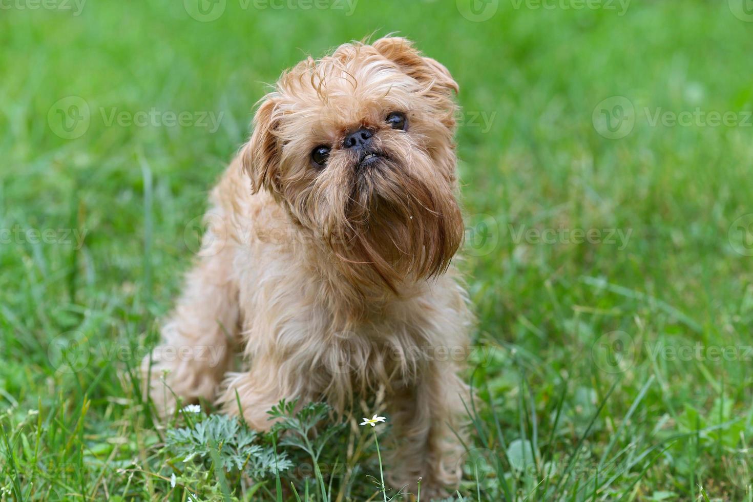 Griffon Bruxellois On Walk In The Summer 1351974 Stock Photo At Vecteezy
