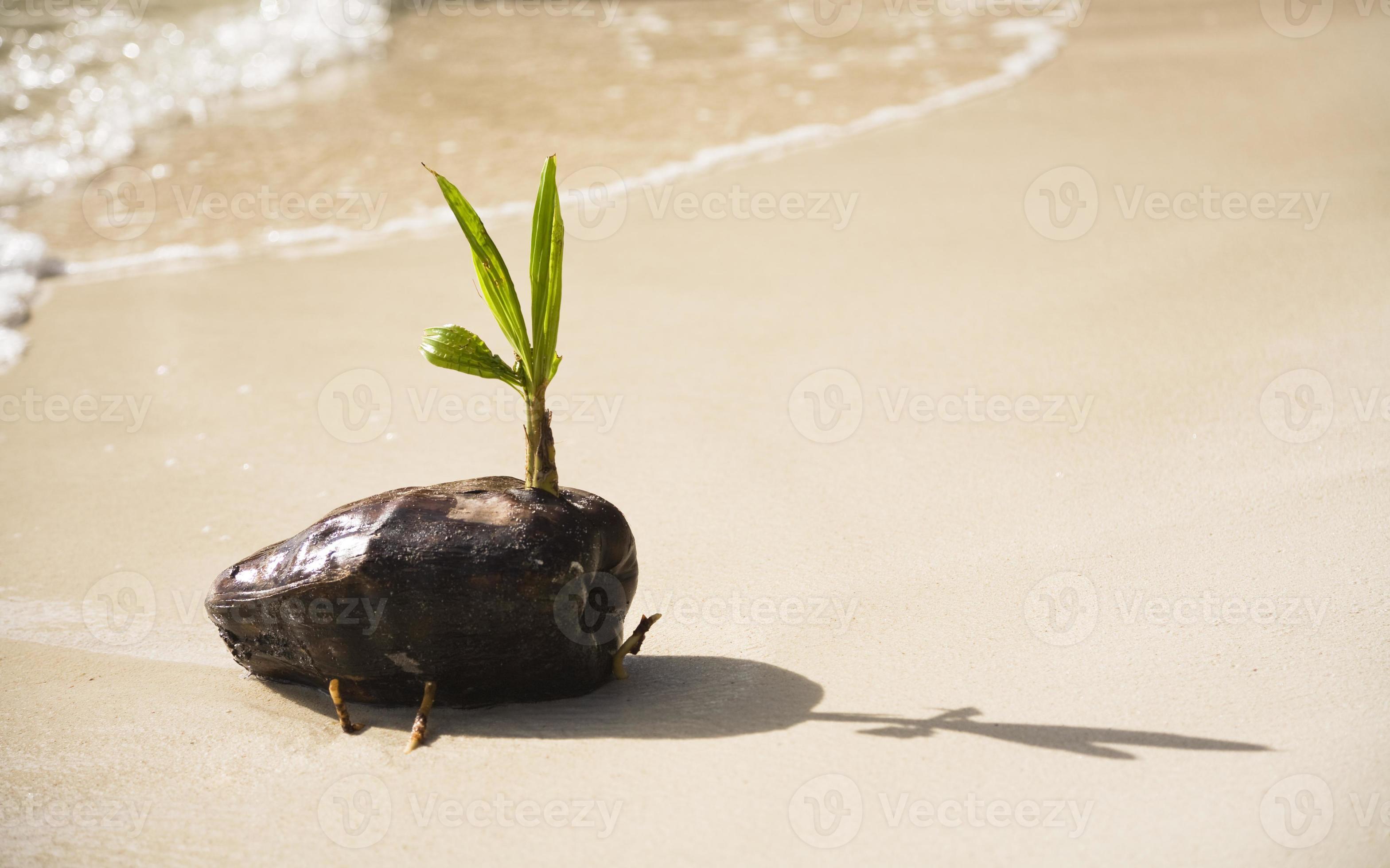 Baby Palm Tree 1355249 Stock Photo at Vecteezy