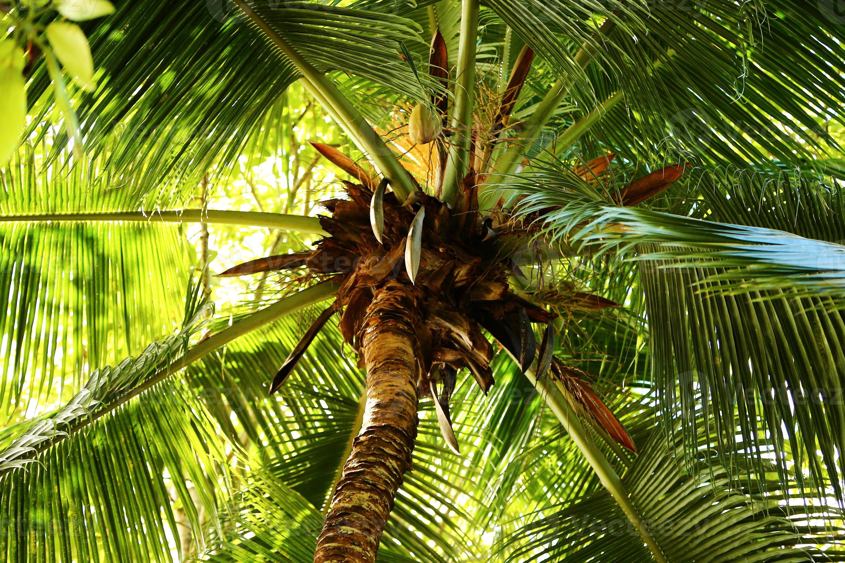 Looking Through the Fronds of a Palm Tree 1355323 Stock Photo at Vecteezy