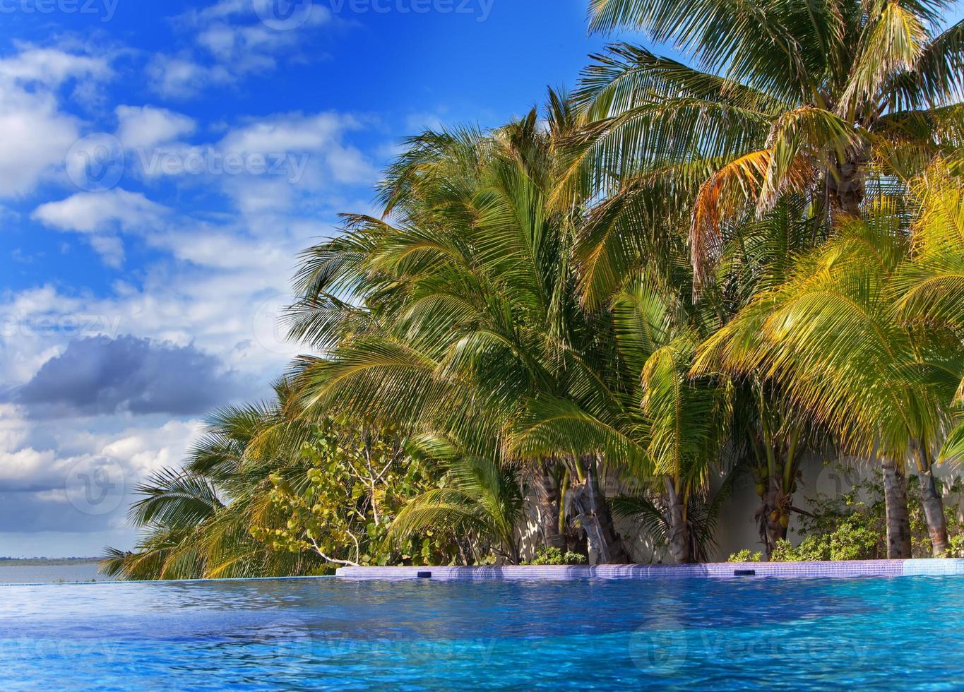 pool and a palm tree 1355517 Stock Photo at Vecteezy