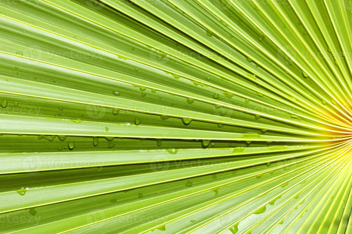 Fan Palm leaf background 1355991 Stock Photo at Vecteezy