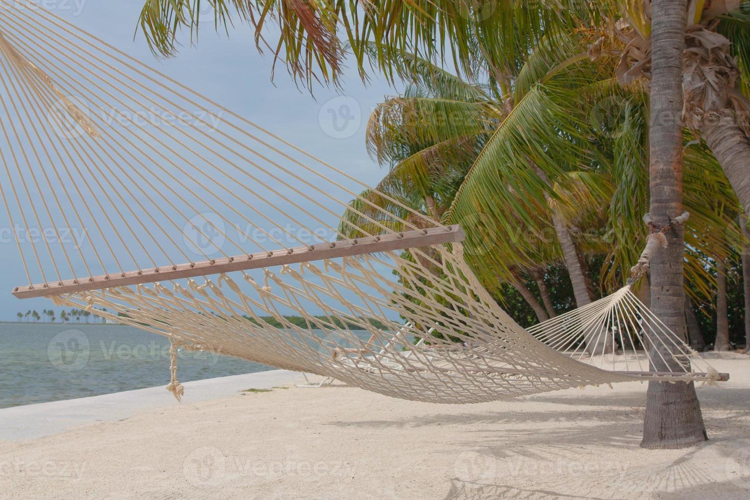 hammock and palms photo