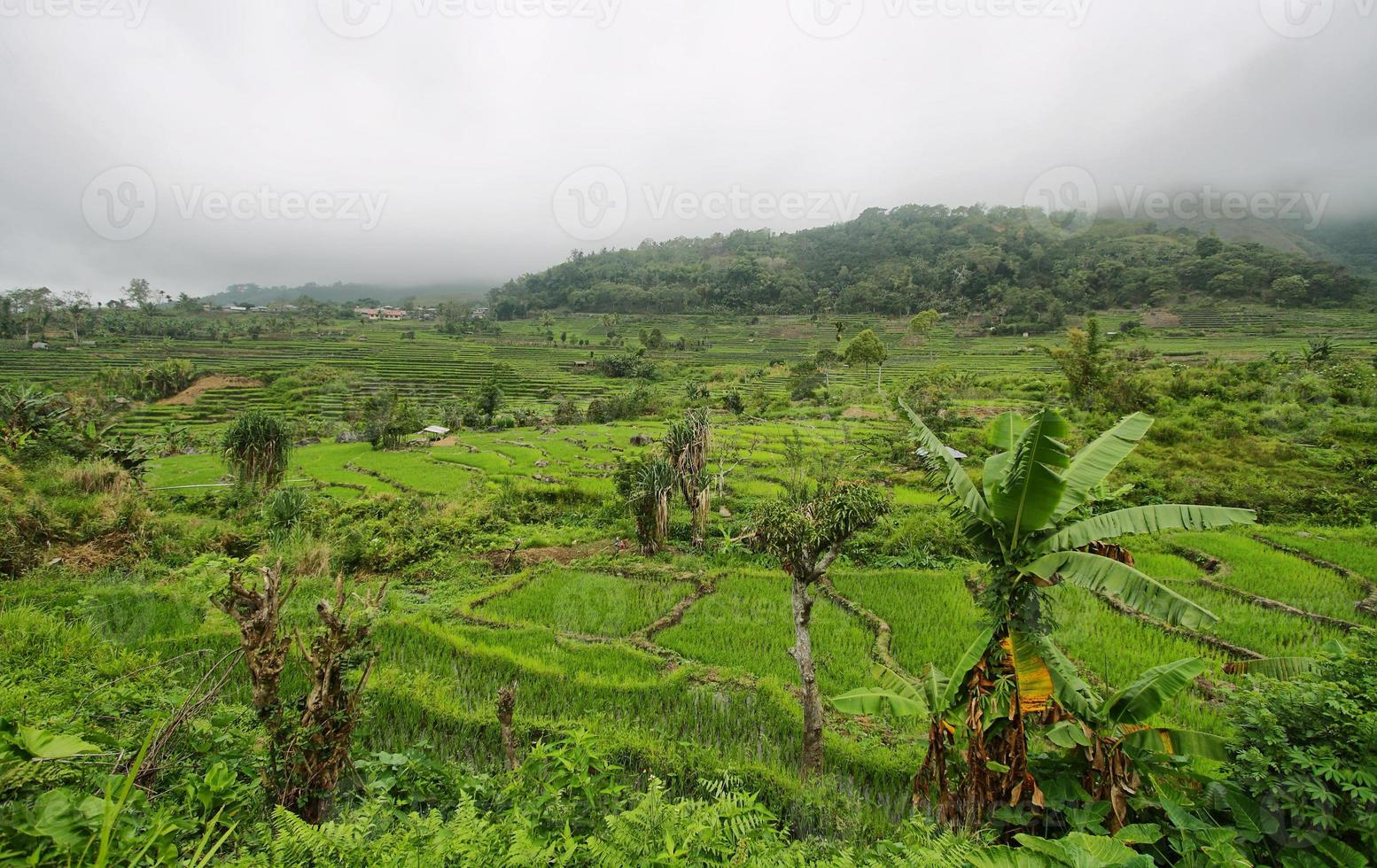 campos de arroz verde brillante con palma foto