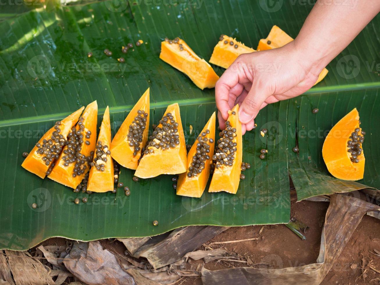 rodajas de papaya madura se encuentran en las hojas de las palmeras foto