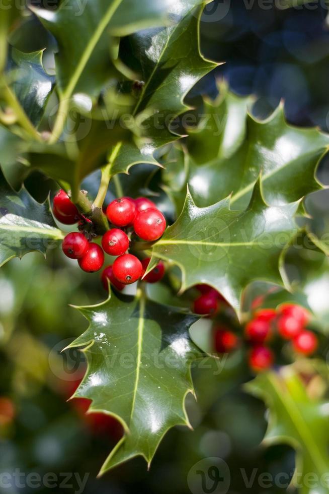 Holly tree 1359591 Stock Photo at Vecteezy