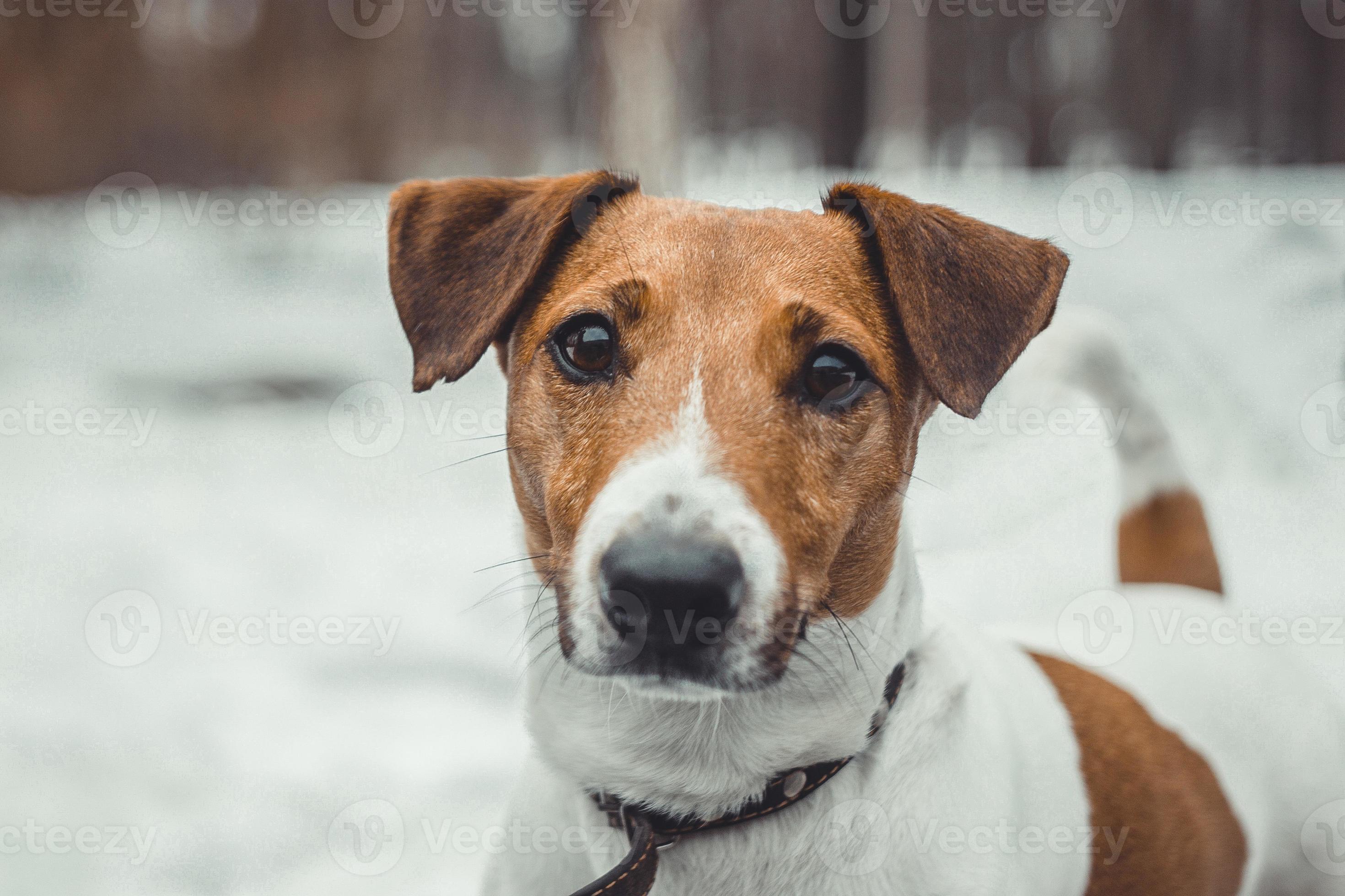 Terrier jack russell Jack Russell