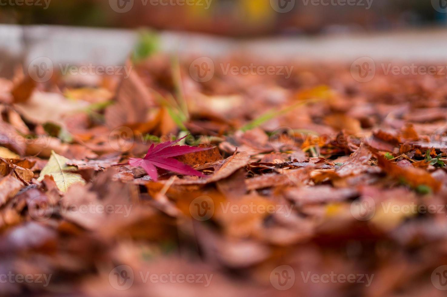 Fallen Leaves 1360887 Stock Photo at Vecteezy
