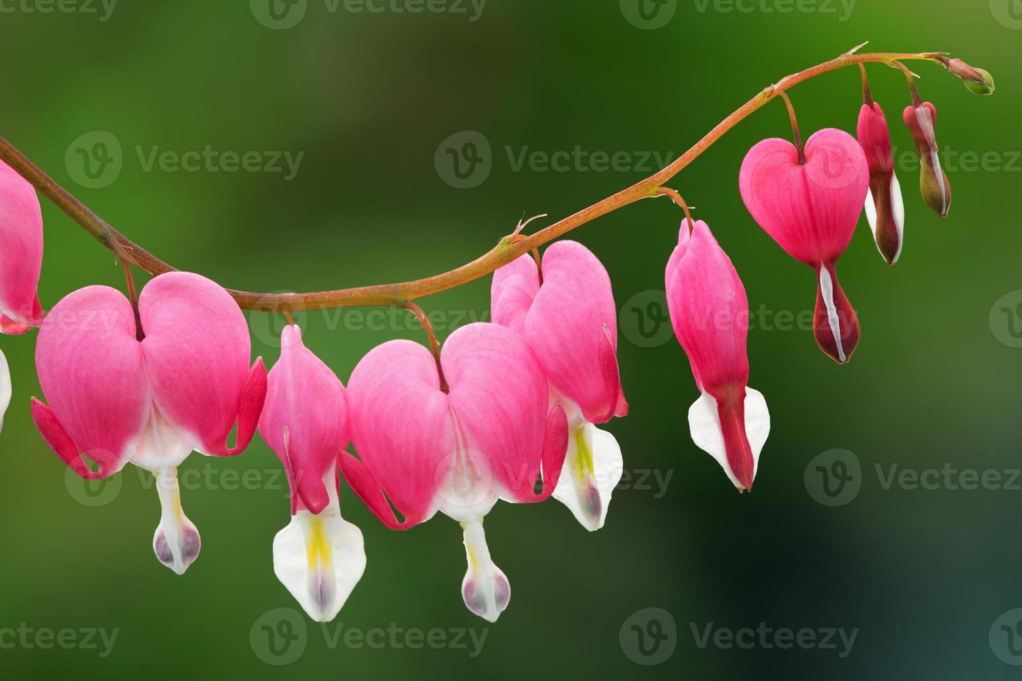 Bleeding Hearts 1360894 Stock Photo at Vecteezy