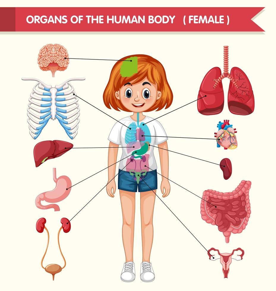 Scientific medical illustration of organs of human body vector