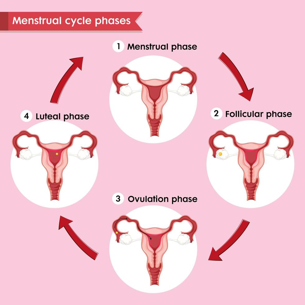 Scientific medical illustration of menstral cycle process vector