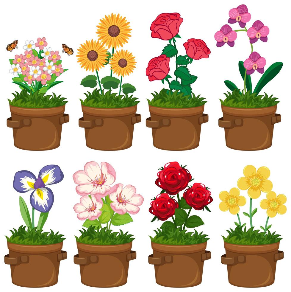 Beautiful flowers in the garden vector