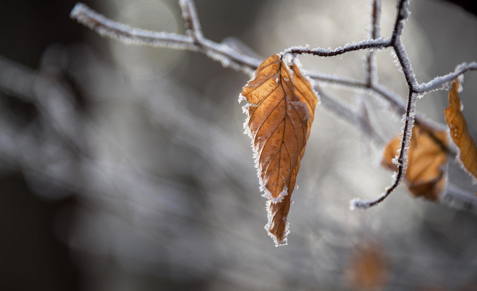 Dry leaves in winter photo