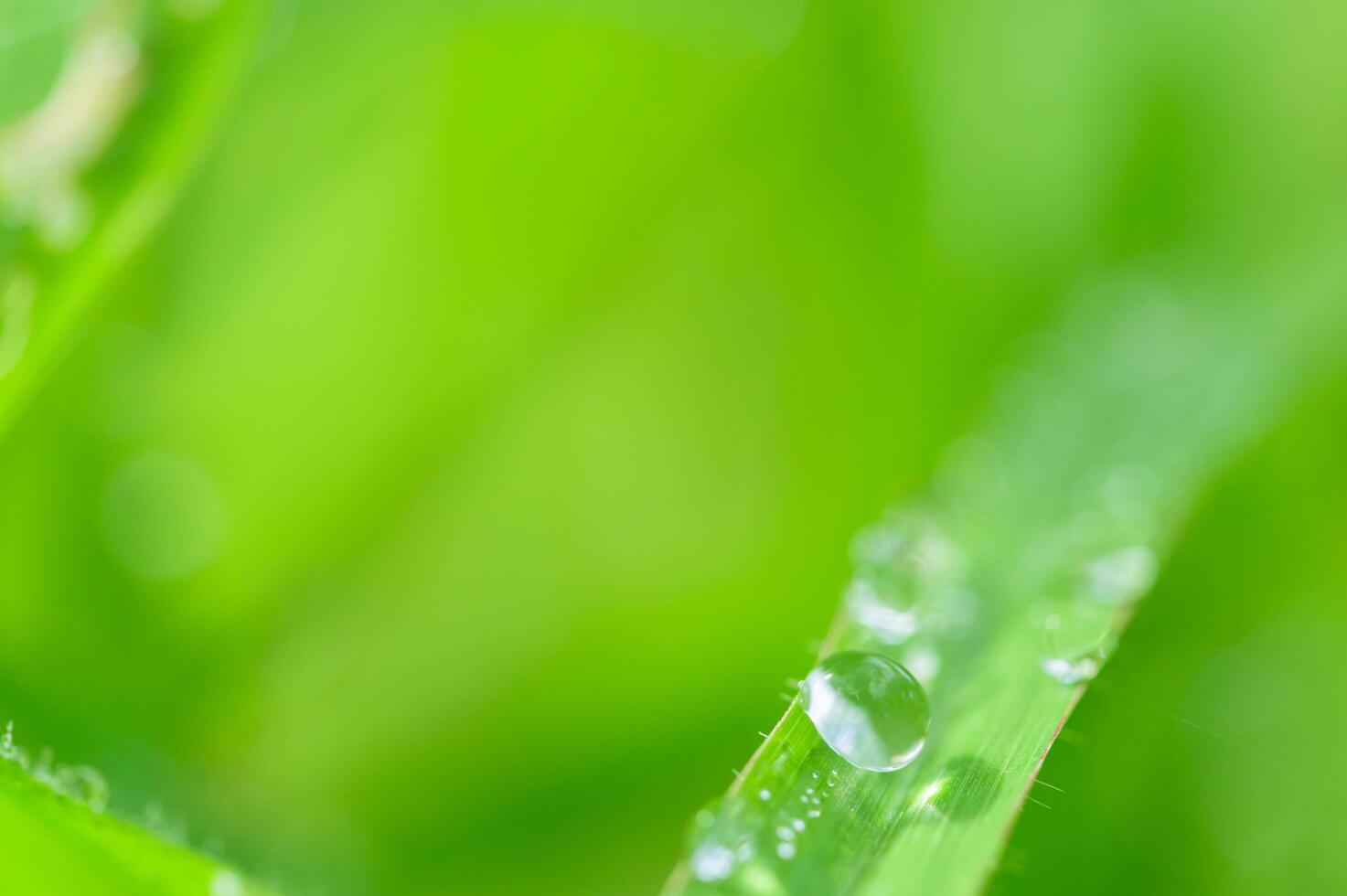 gotas de agua sobre la hierba foto