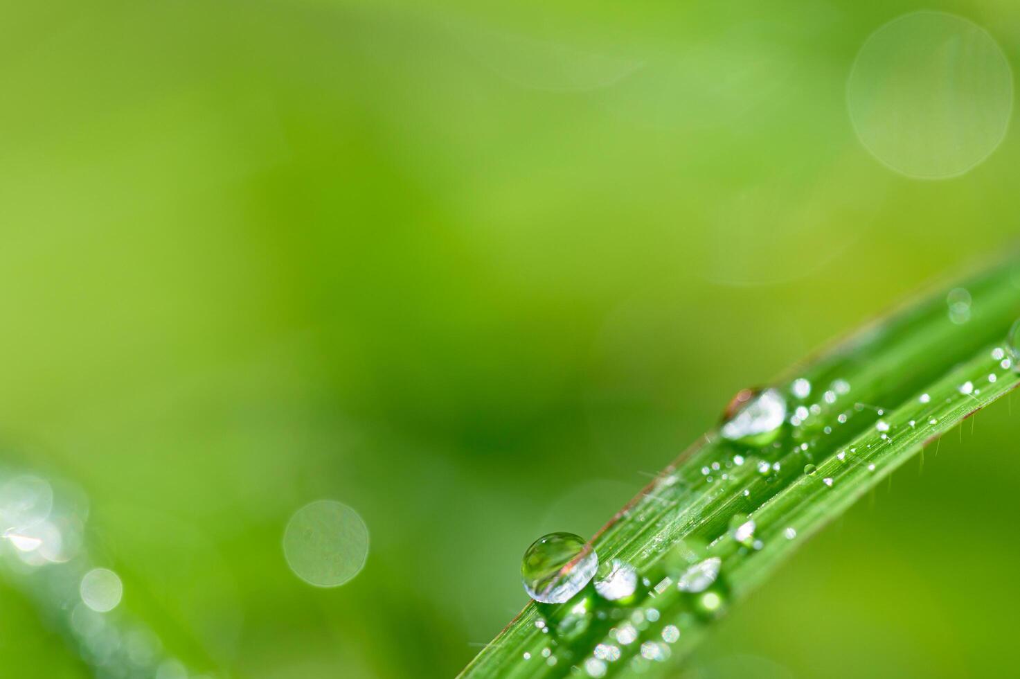 gotas de agua sobre la hierba foto